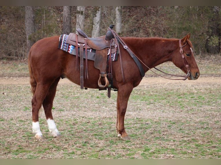 American Quarter Horse Gelding 6 years 14,3 hh Chestnut in Thompkinsville KY