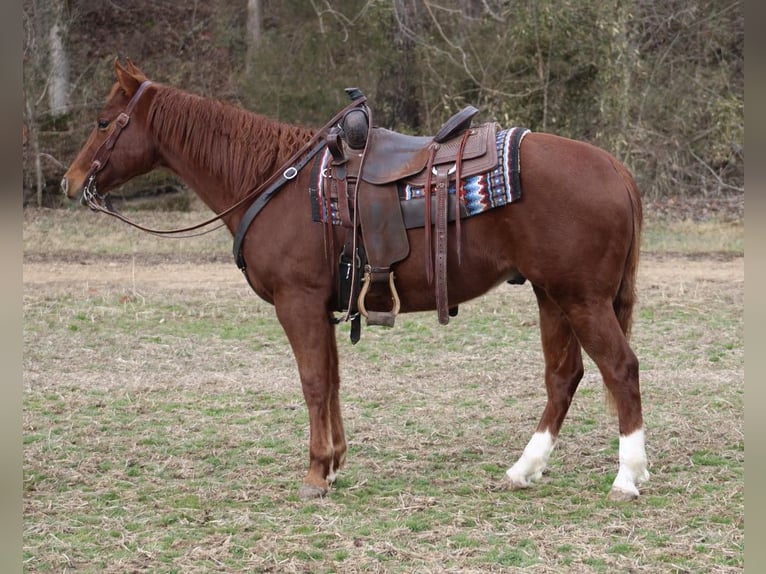 American Quarter Horse Gelding 6 years 14,3 hh Chestnut in Thompkinsville KY