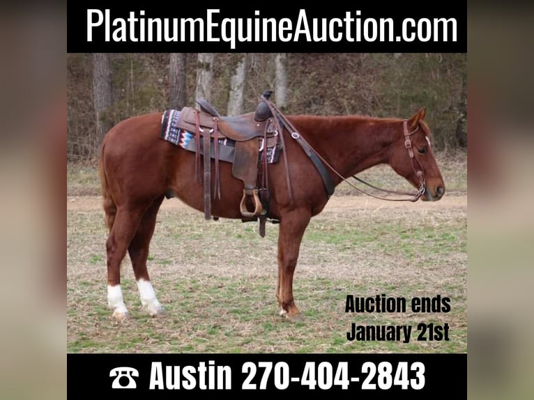 American Quarter Horse Gelding 6 years 14,3 hh Chestnut in Thompkinsville KY