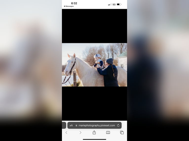 American Quarter Horse Gelding 6 years 14.3 hh Cremello in Andover