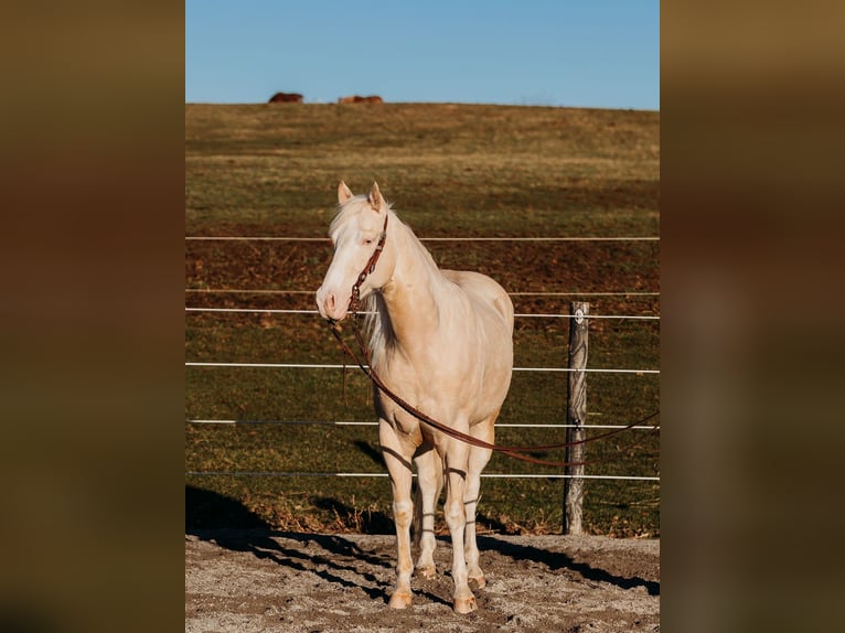 American Quarter Horse Gelding 6 years 14.3 hh Cremello in Andover