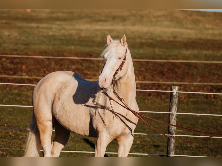 American Quarter Horse Gelding 6 years 14.3 hh Cremello in Andover