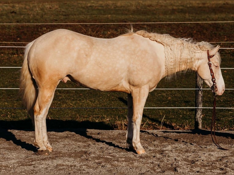 American Quarter Horse Gelding 6 years 14.3 hh Cremello in Andover