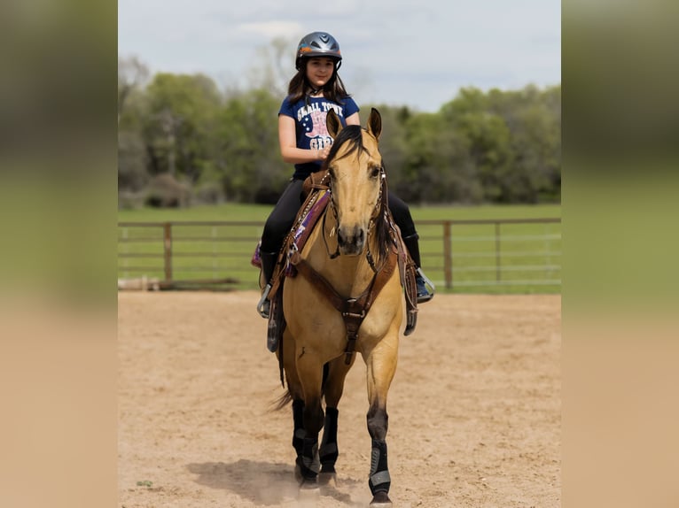 American Quarter Horse Gelding 6 years 14,3 hh Dun in Weatherford