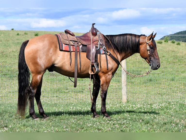 American Quarter Horse Gelding 6 years 14,3 hh Dun in Rebersburg, PA