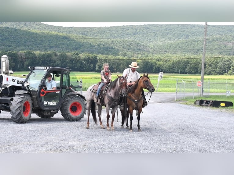 American Quarter Horse Gelding 6 years 14,3 hh Dun in Rebersburg, PA