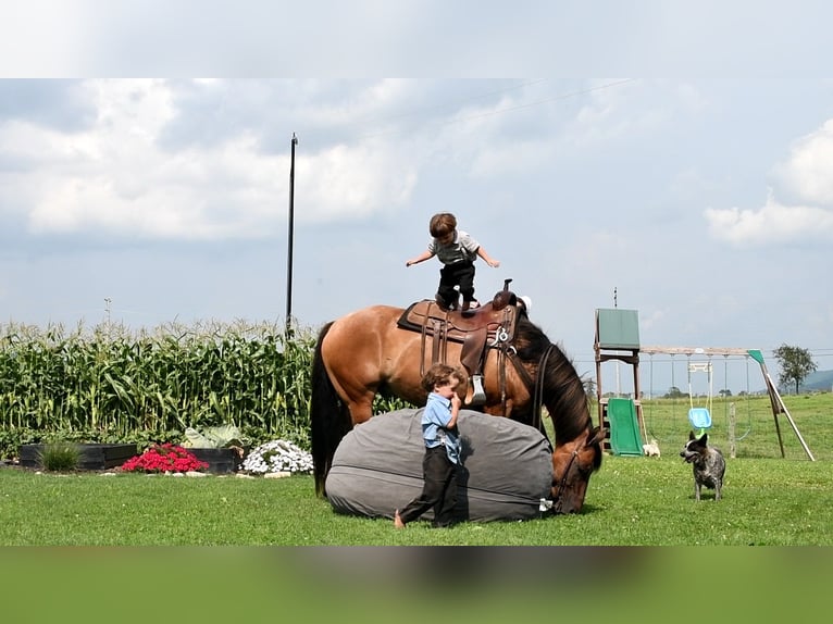 American Quarter Horse Gelding 6 years 14,3 hh Dun in Rebersburg, PA