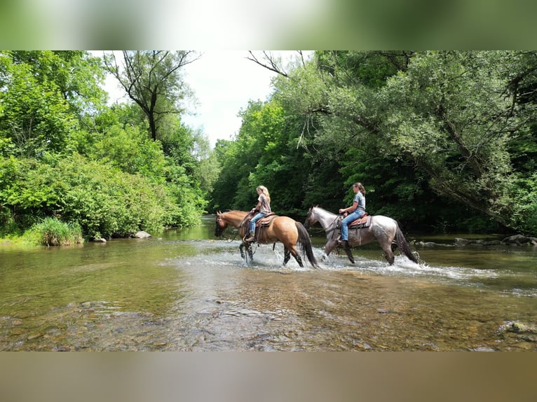 American Quarter Horse Gelding 6 years 14,3 hh Dun in Rebersburg, PA