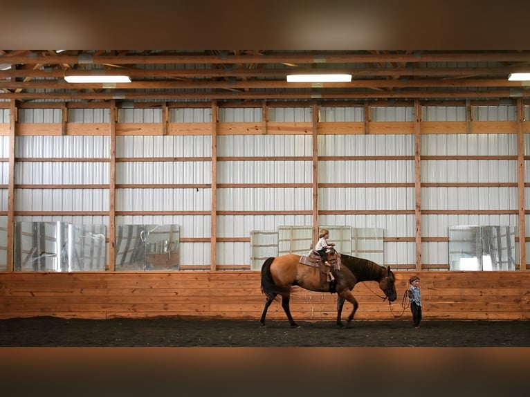 American Quarter Horse Gelding 6 years 14,3 hh Dun in Rebersburg, PA