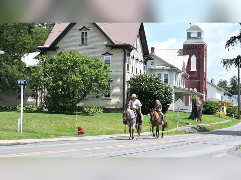 American Quarter Horse Gelding 6 years 14,3 hh Dun in Rebersburg, PA