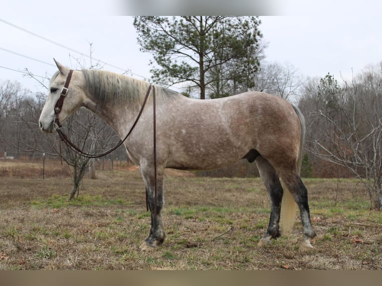 American Quarter Horse Gelding 6 years 14,3 hh Gray-Dapple in Cherryville NC