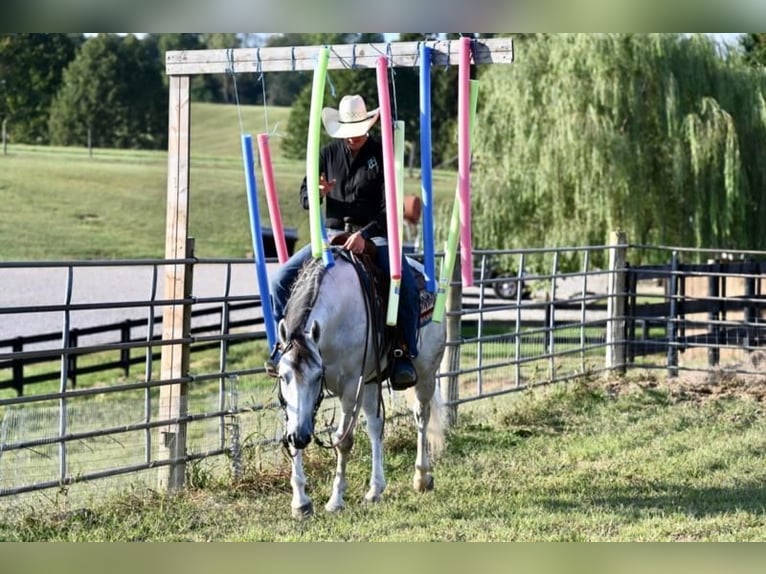 American Quarter Horse Gelding 6 years 14,3 hh Gray in Jackson, OH
