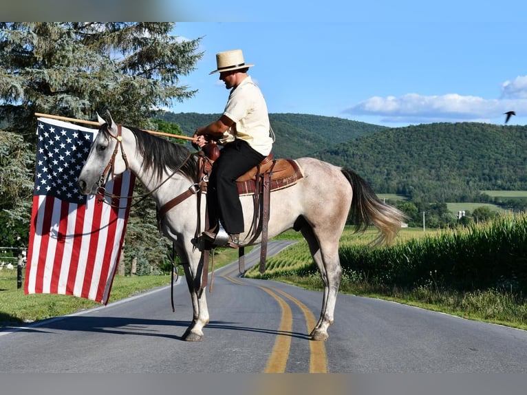 American Quarter Horse Gelding 6 years 14,3 hh Gray in Rebersburg, PA