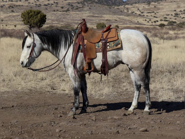 American Quarter Horse Gelding 6 years 14,3 hh Gray in Camp Verde, AZ