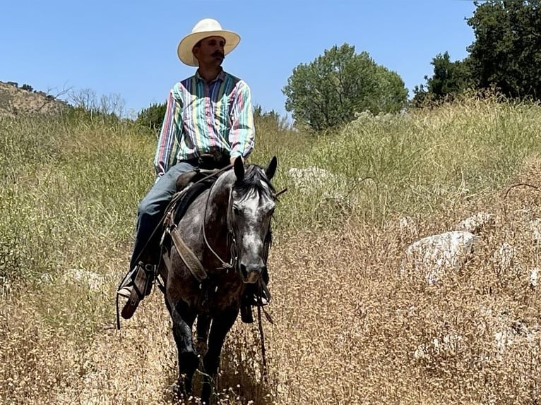 American Quarter Horse Gelding 6 years 14,3 hh Gray in Paicines CA