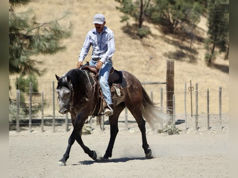 American Quarter Horse Gelding 6 years 14,3 hh Gray in Paicines CA