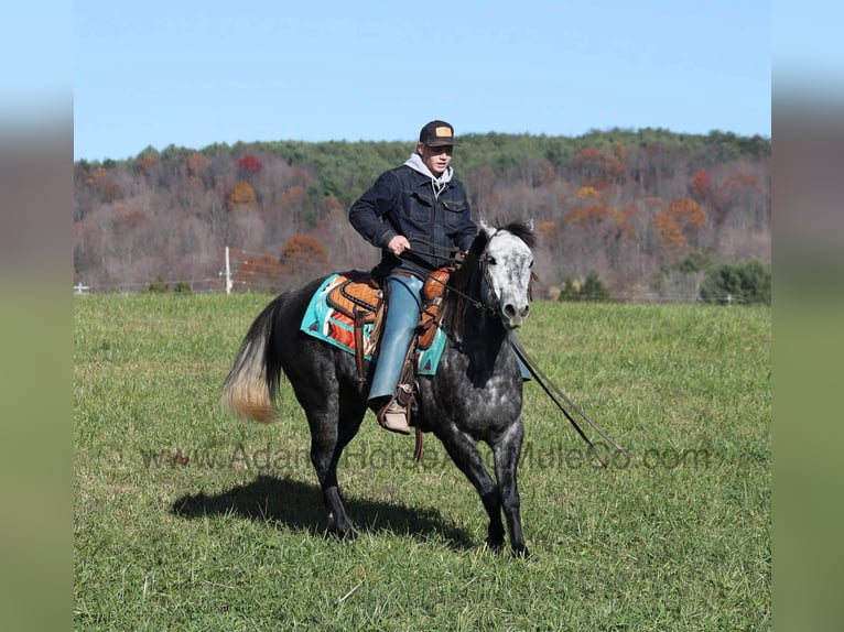 American Quarter Horse Gelding 6 years 14,3 hh Grey-Dapple in Mount Vernon