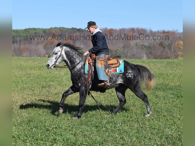 American Quarter Horse Gelding 6 years 14,3 hh Grey-Dapple in Mount Vernon