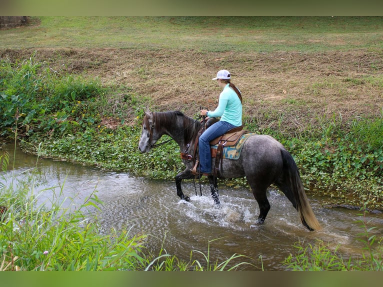 American Quarter Horse Gelding 6 years 14.3 hh Grey in RUsk TX
