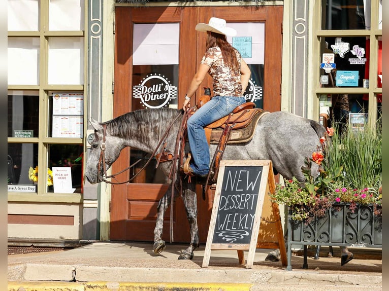 American Quarter Horse Gelding 6 years 14.3 hh Grey in Rusk TX