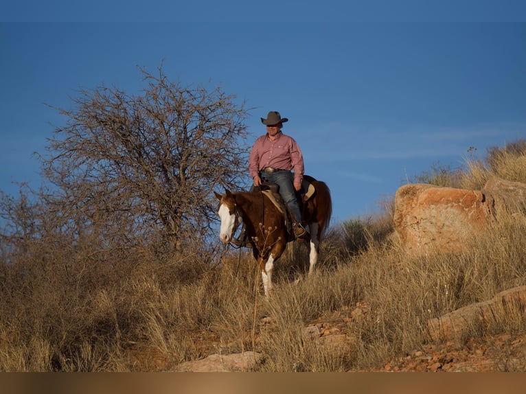 American Quarter Horse Gelding 6 years 14,3 hh Overo-all-colors in Sweet Springs MO