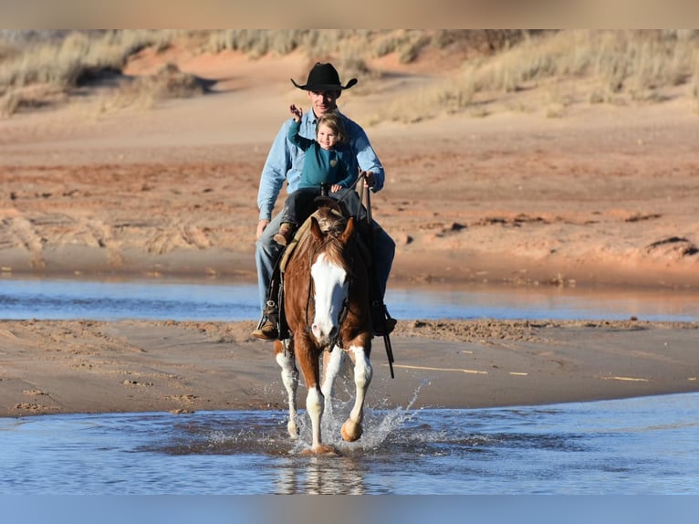 American Quarter Horse Gelding 6 years 14,3 hh Overo-all-colors in Sweet Springs MO