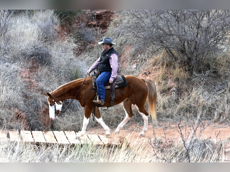 American Quarter Horse Gelding 6 years 14,3 hh Overo-all-colors in Sweet Springs MO