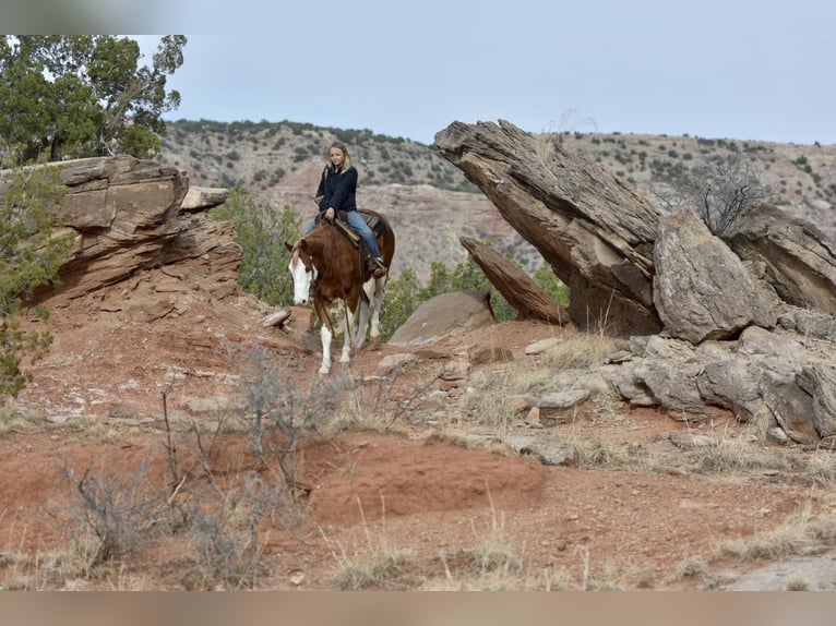 American Quarter Horse Gelding 6 years 14,3 hh Overo-all-colors in Sweet Springs MO