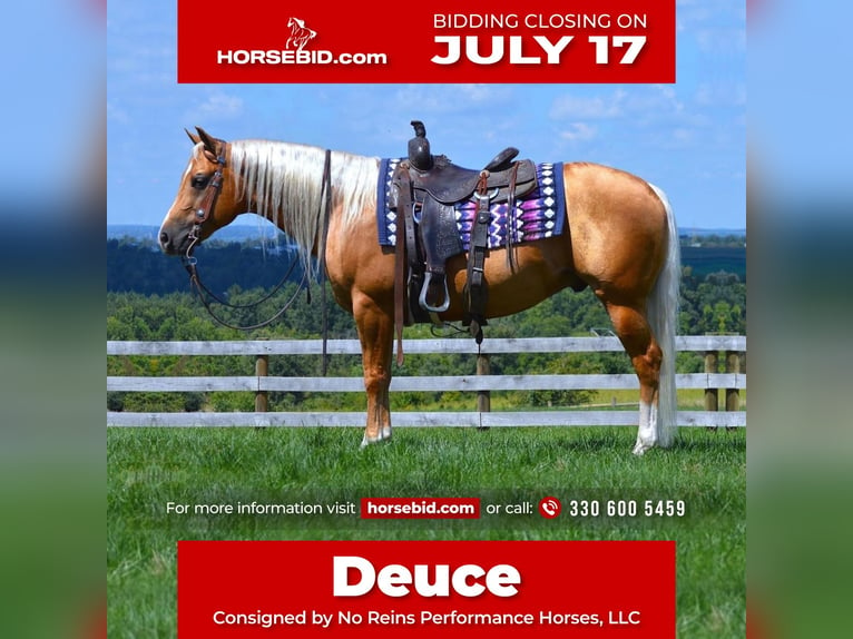 American Quarter Horse Gelding 6 years 14,3 hh Palomino in Fredericksburg, OH