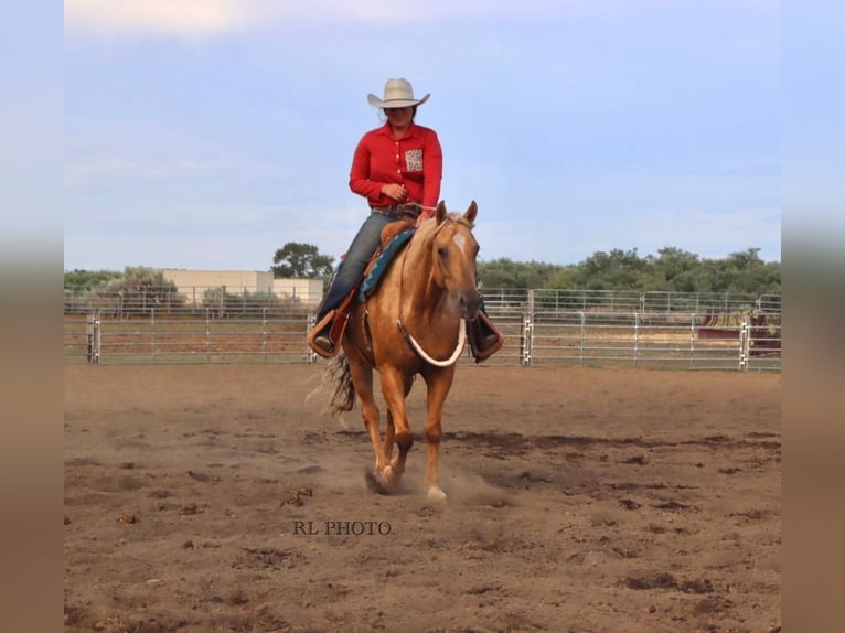 American Quarter Horse Gelding 6 years 14,3 hh Palomino in Menan, ID