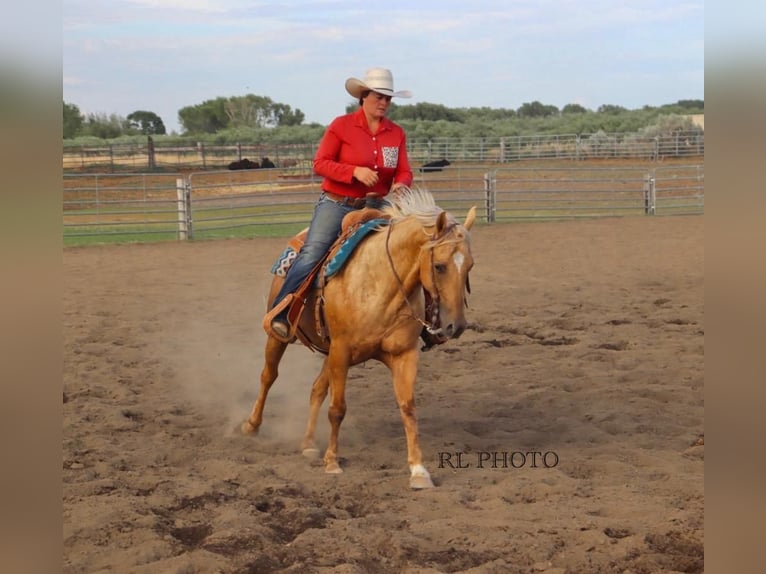 American Quarter Horse Gelding 6 years 14,3 hh Palomino in Menan, ID