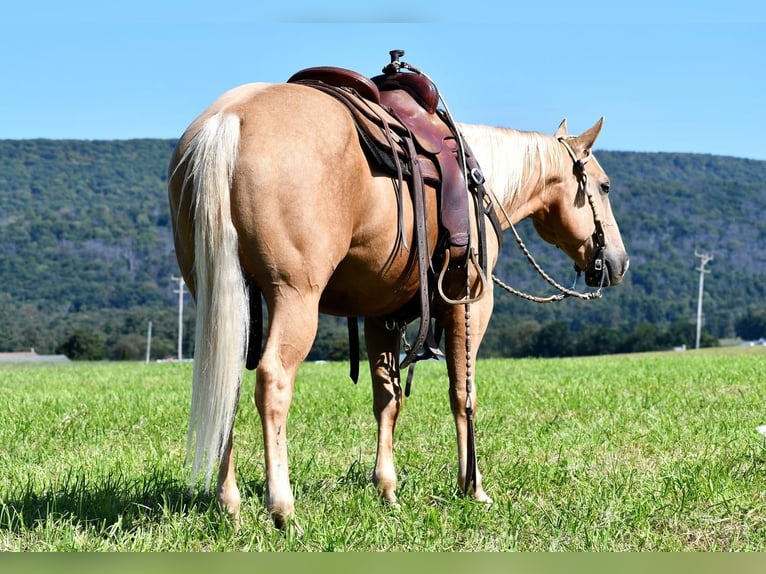 American Quarter Horse Gelding 6 years 14,3 hh Palomino in Rebersburg, PA