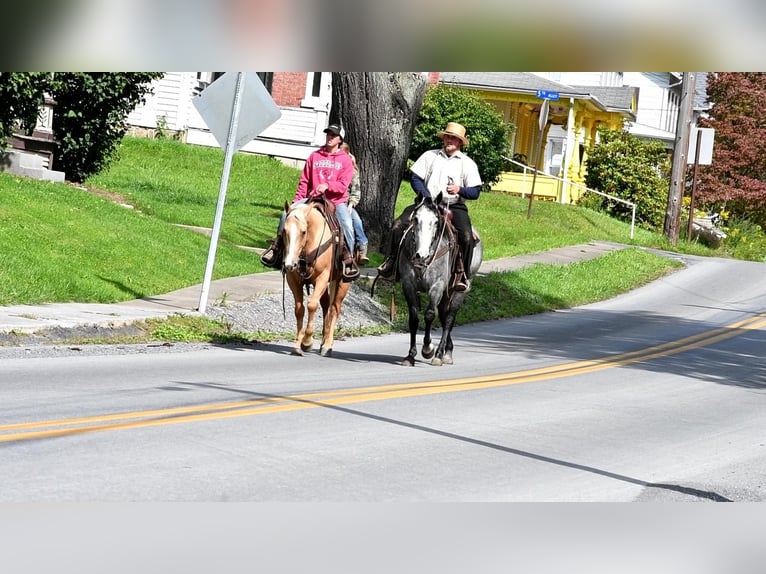 American Quarter Horse Gelding 6 years 14,3 hh Palomino in Rebersburg, PA
