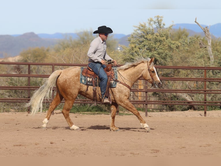 American Quarter Horse Gelding 6 years 14.3 hh Palomino in Scottsdale