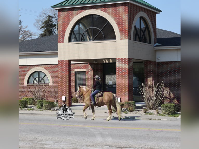 American Quarter Horse Gelding 6 years 14.3 hh Palomino in Mount Vernon