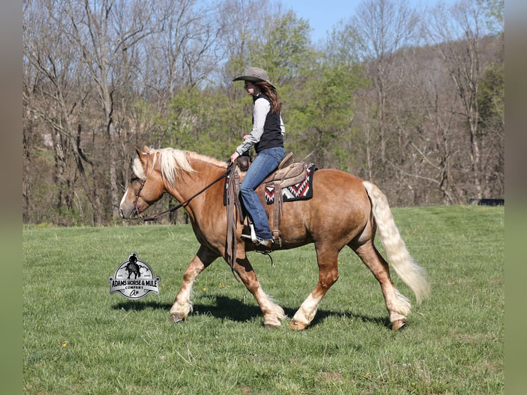 American Quarter Horse Gelding 6 years 14.3 hh Palomino in Mount Vernon