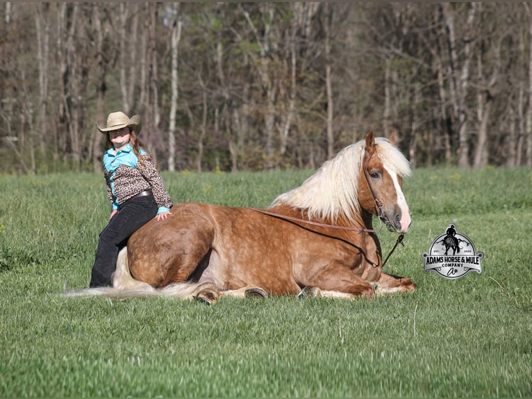 American Quarter Horse Gelding 6 years 14.3 hh Palomino in Mount Vernon