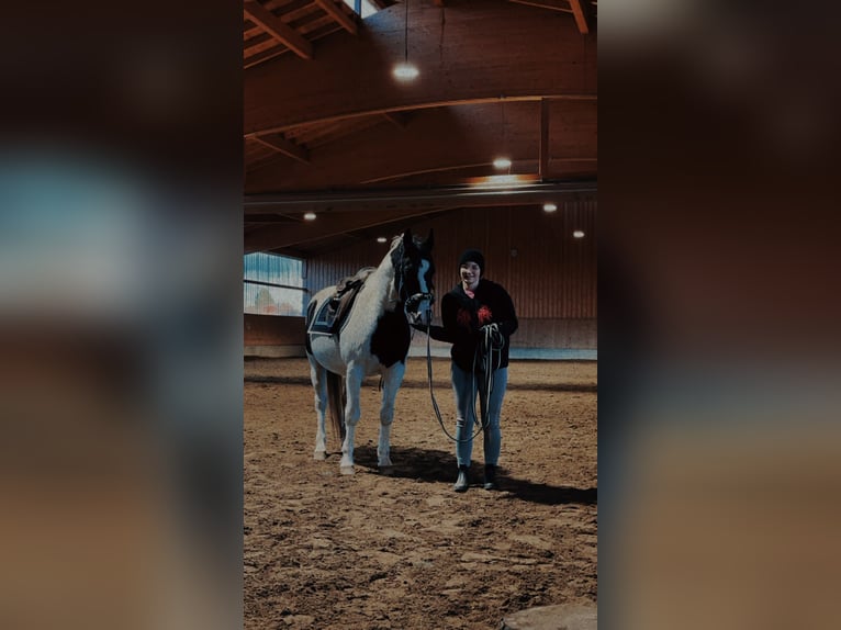 American Quarter Horse Mix Gelding 6 years 14,3 hh Pinto in Erdweg