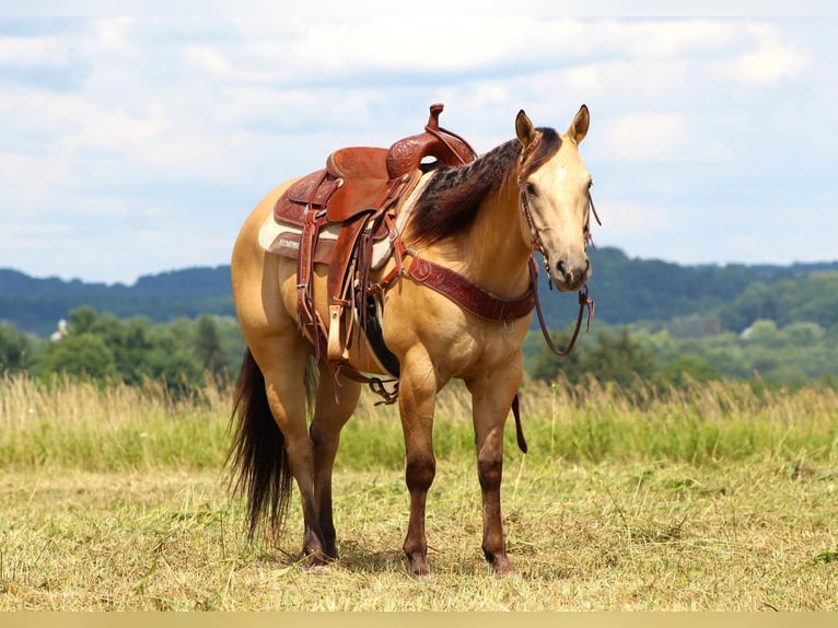 American Quarter Horse Gelding 6 years 14,3 hh in Shippenville, PA