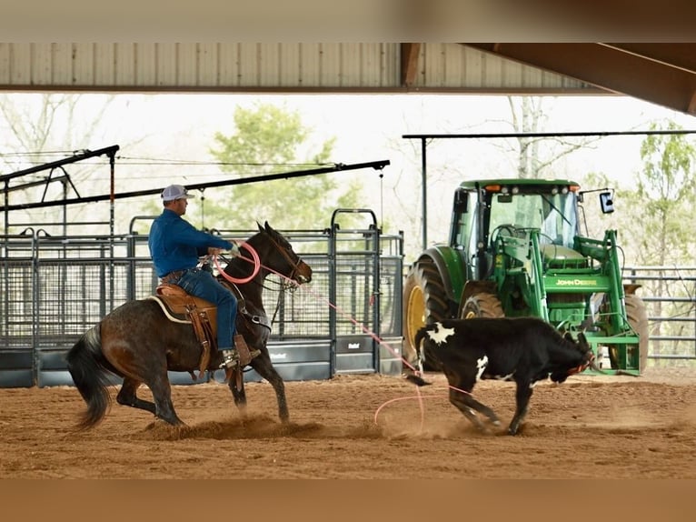American Quarter Horse Gelding 6 years 14.3 hh Roan-Bay in Greenbrier