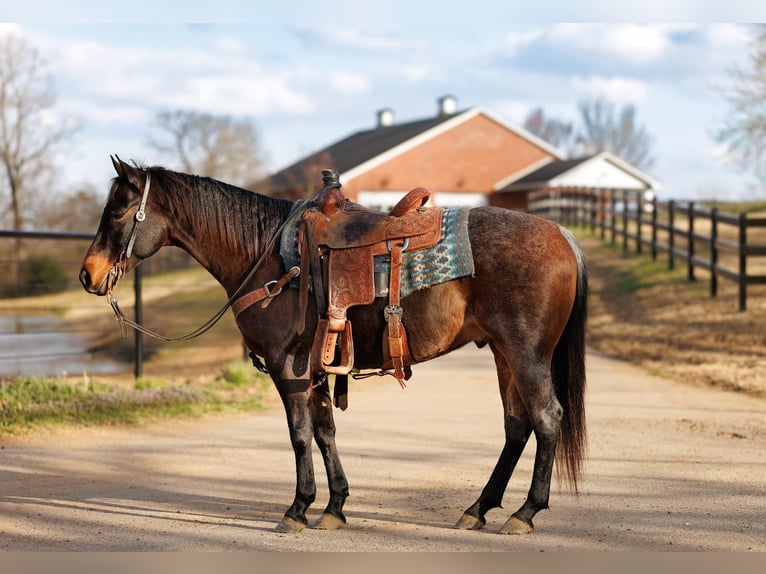 American Quarter Horse Gelding 6 years 14.3 hh Roan-Bay in Greenbrier