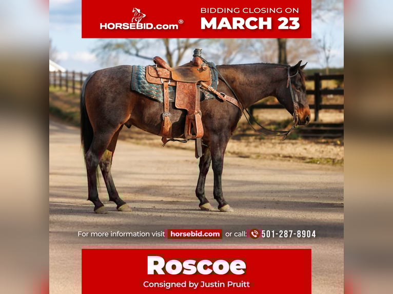 American Quarter Horse Gelding 6 years 14.3 hh Roan-Bay in Greenbrier