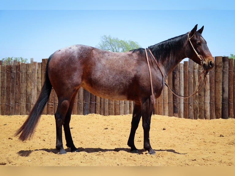 American Quarter Horse Gelding 6 years 14,3 hh Roan-Bay in jOSHUA tx
