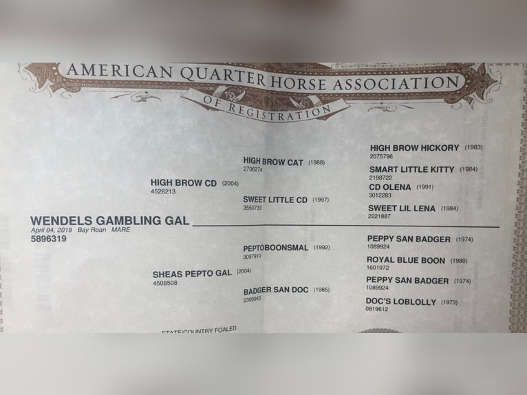 American Quarter Horse Gelding 6 years 14,3 hh Roan-Bay in jOSHUA tx