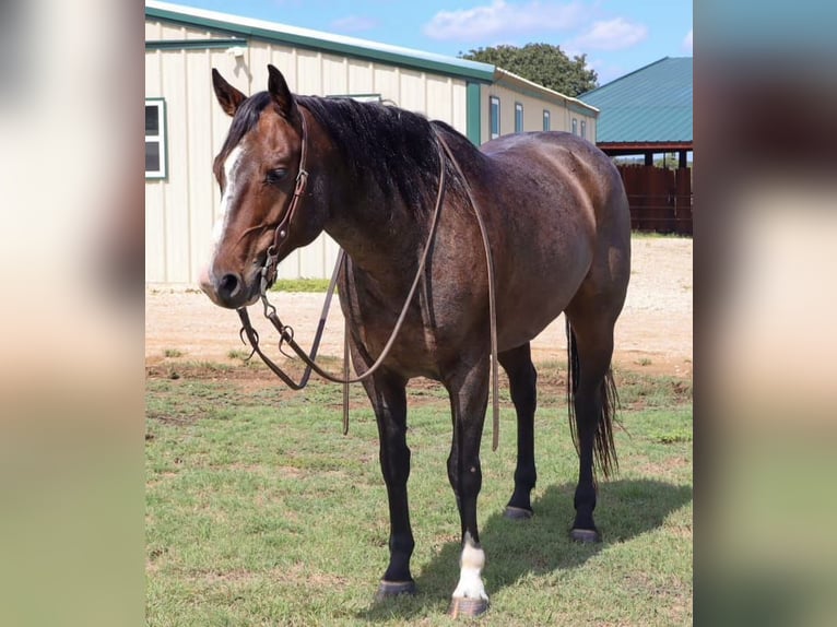 American Quarter Horse Gelding 6 years 14,3 hh Roan-Bay in Cleburne TX