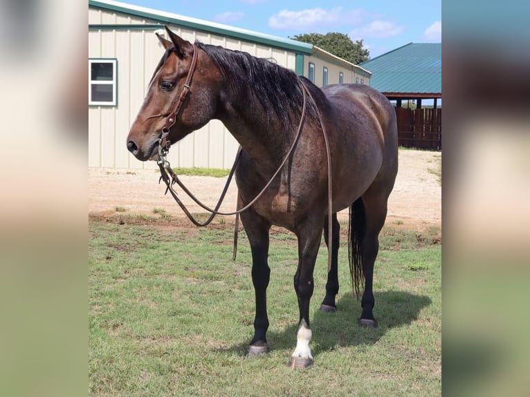 American Quarter Horse Gelding 6 years 14,3 hh Roan-Bay in Cleburne TX