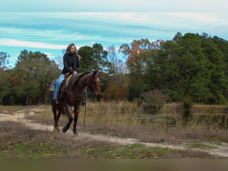 American Quarter Horse Gelding 6 years 14.3 hh Roan-Bay in Rusk Tx