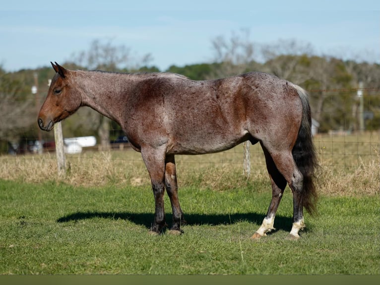 American Quarter Horse Gelding 6 years 14.3 hh Roan-Bay in Rusk Tx