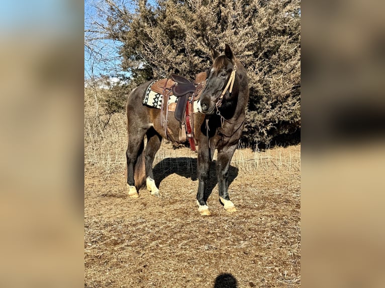 American Quarter Horse Gelding 6 years 14.3 hh Roan-Blue in Cannon Falls