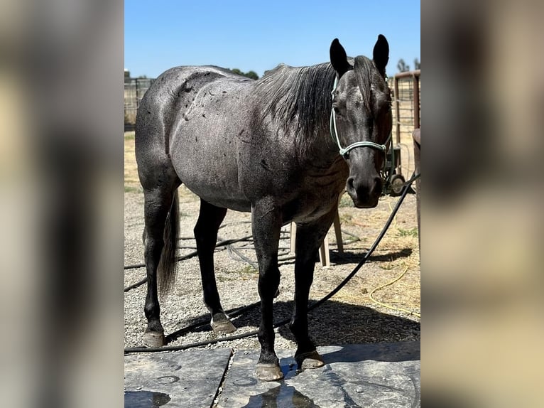 American Quarter Horse Gelding 6 years 14,3 hh Roan-Blue in Gerber, CA